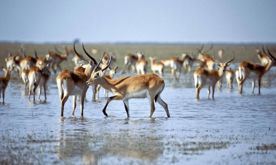 Lochinvar National Park, Southern Province, Zambia